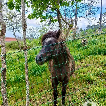 Σπίτι διακοπών Casa 2 Do Pavilhao Da Prelada Celorico De Basto
